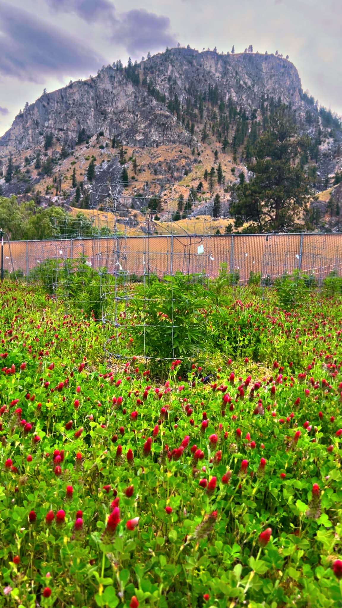 Crimson clover cover crop growing between cannabis plants, Chelan mountains in the background